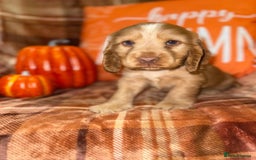 Cocker Spaniel dogs for sale: 🧡💛❤️Stunning KC Show Cocker Spaniels❤️🩷🧡 - Image 16