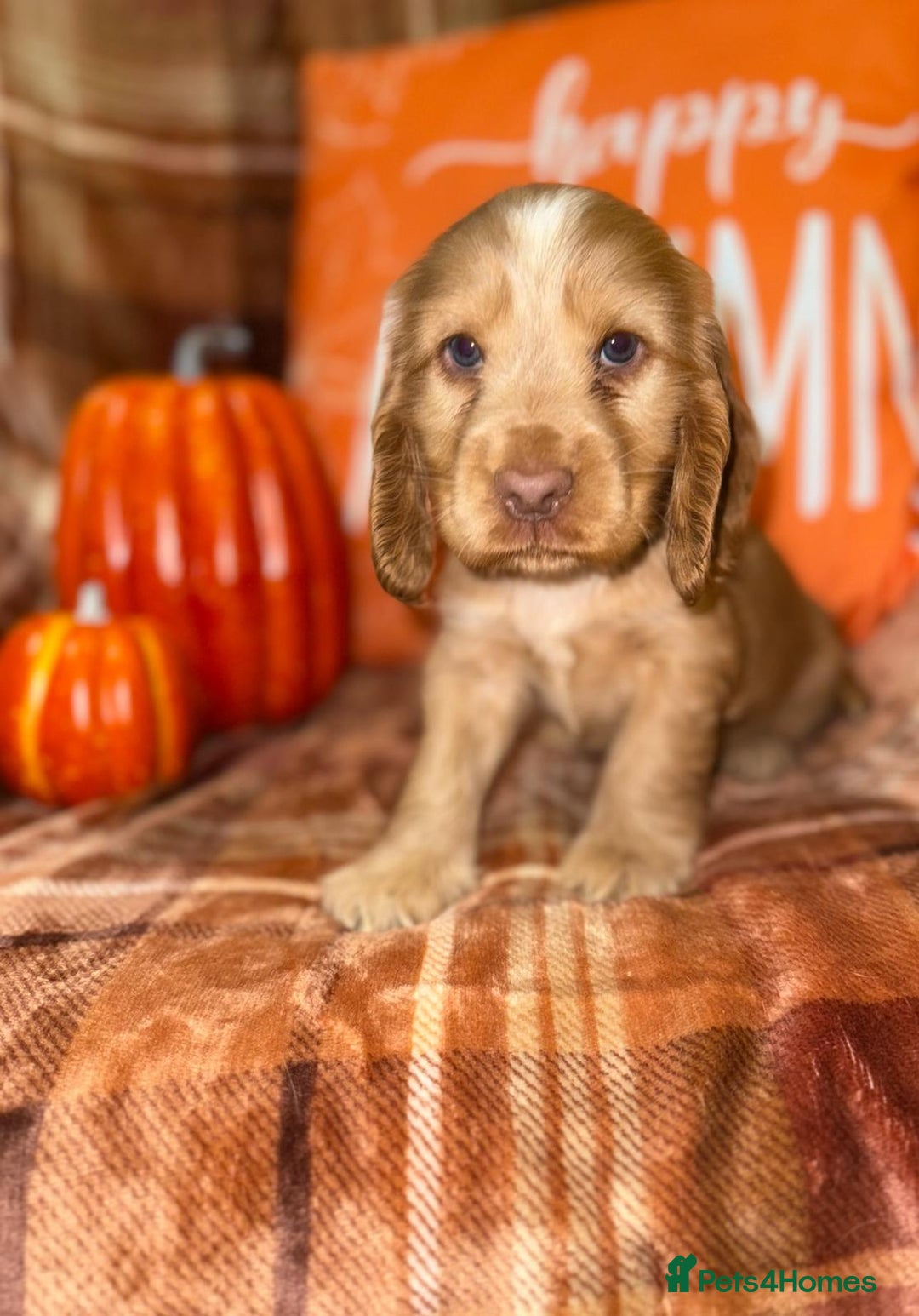Cocker Spaniel dogs for sale: 🧡💛❤️Stunning KC Show Cocker Spaniels❤️🩷🧡 - Image 16