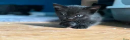 Mixed Breed cats for sale: 4 kitten looking for lovely home  - Advert 7