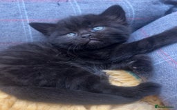 Mixed Breed cats for sale: Half British Blue Kittens  - Image 3