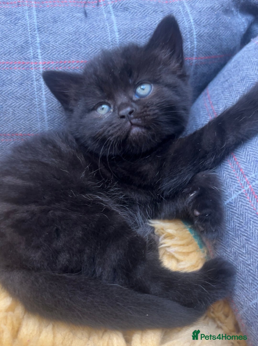 Mixed Breed cats for sale: Half British Blue Kittens  - Image 3