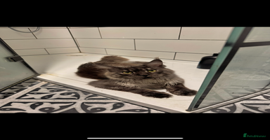 Maine Coon cats - Advert 13