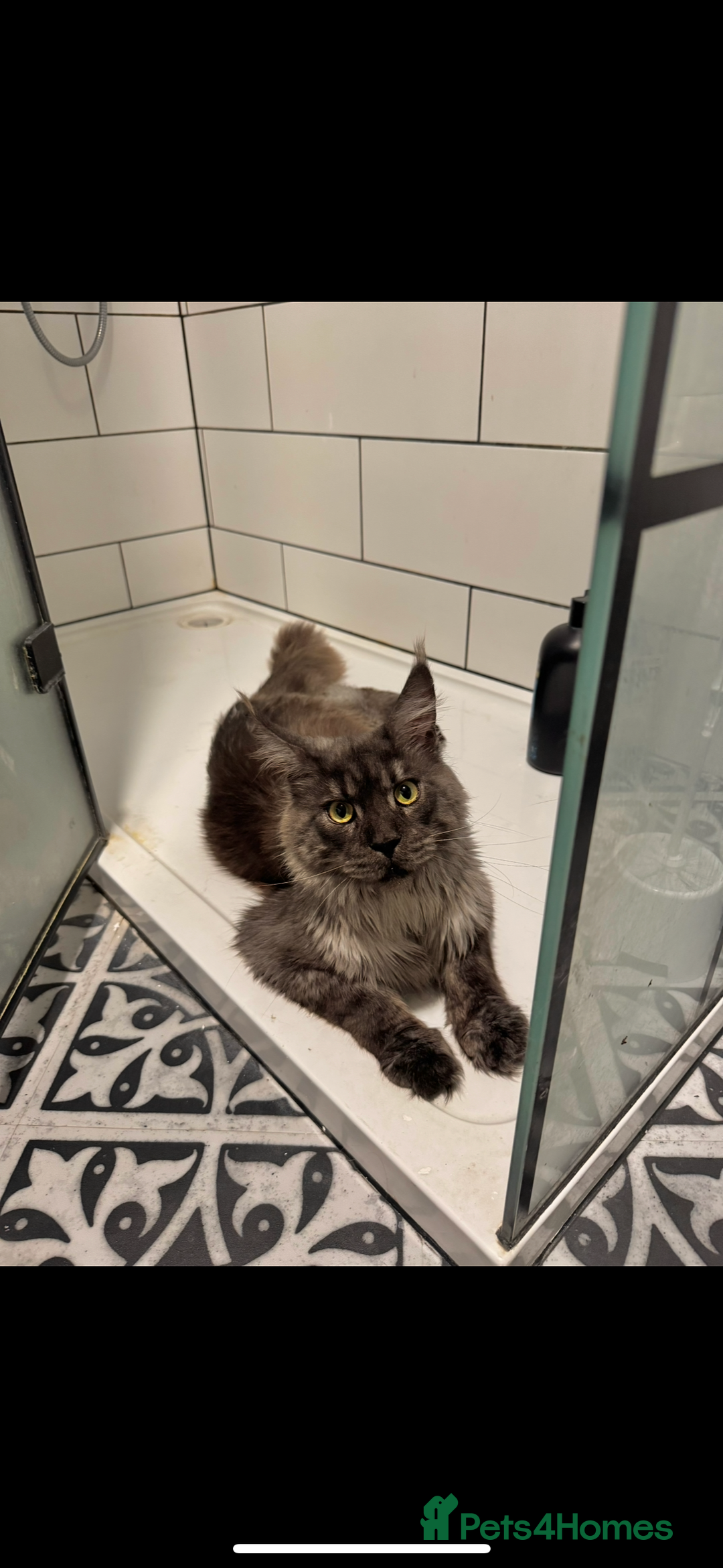 Maine Coon cats for sale: Smoke grey Mainecoon - Image 3
