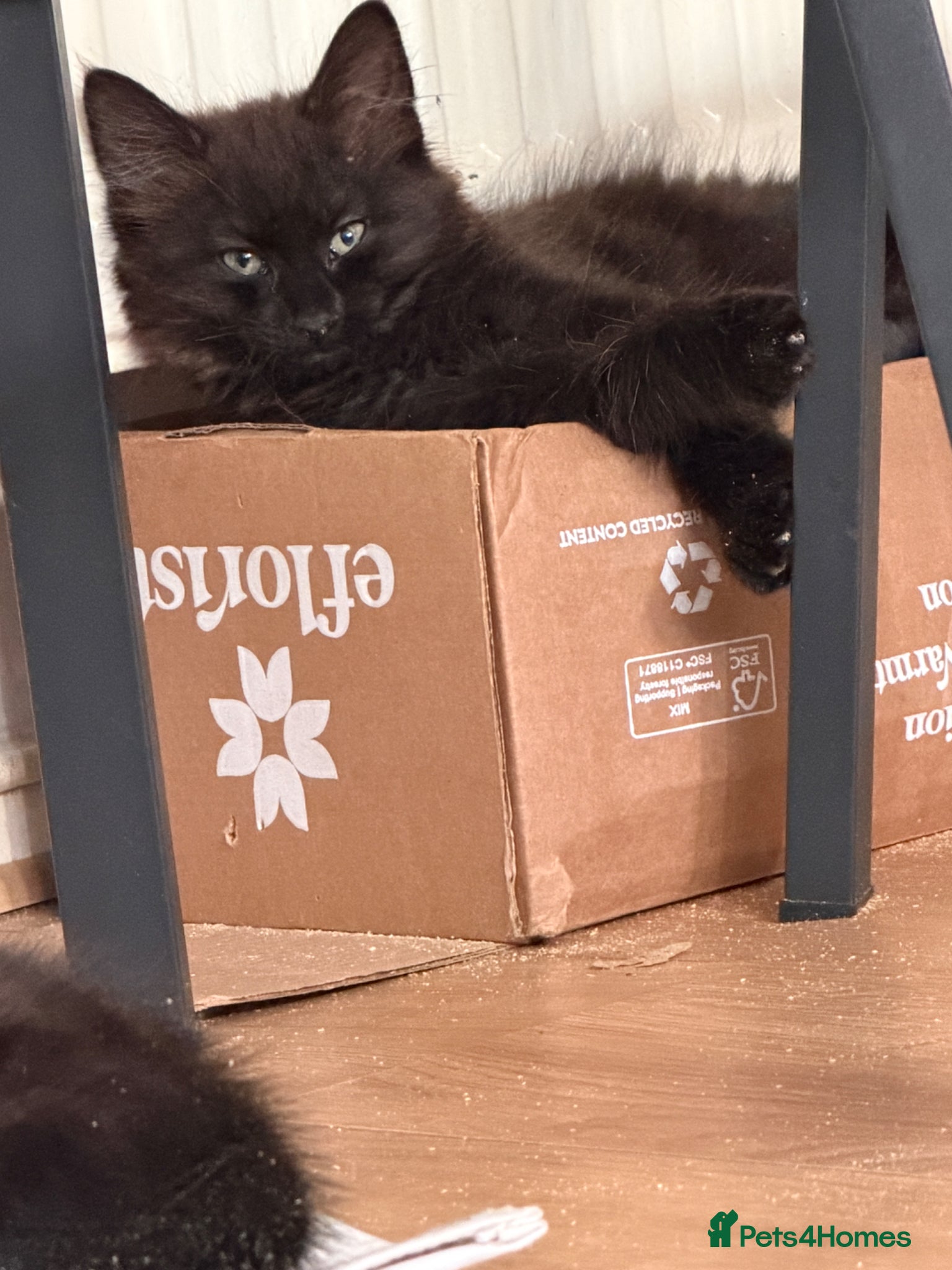 Domestic Shorthair Kitten 3