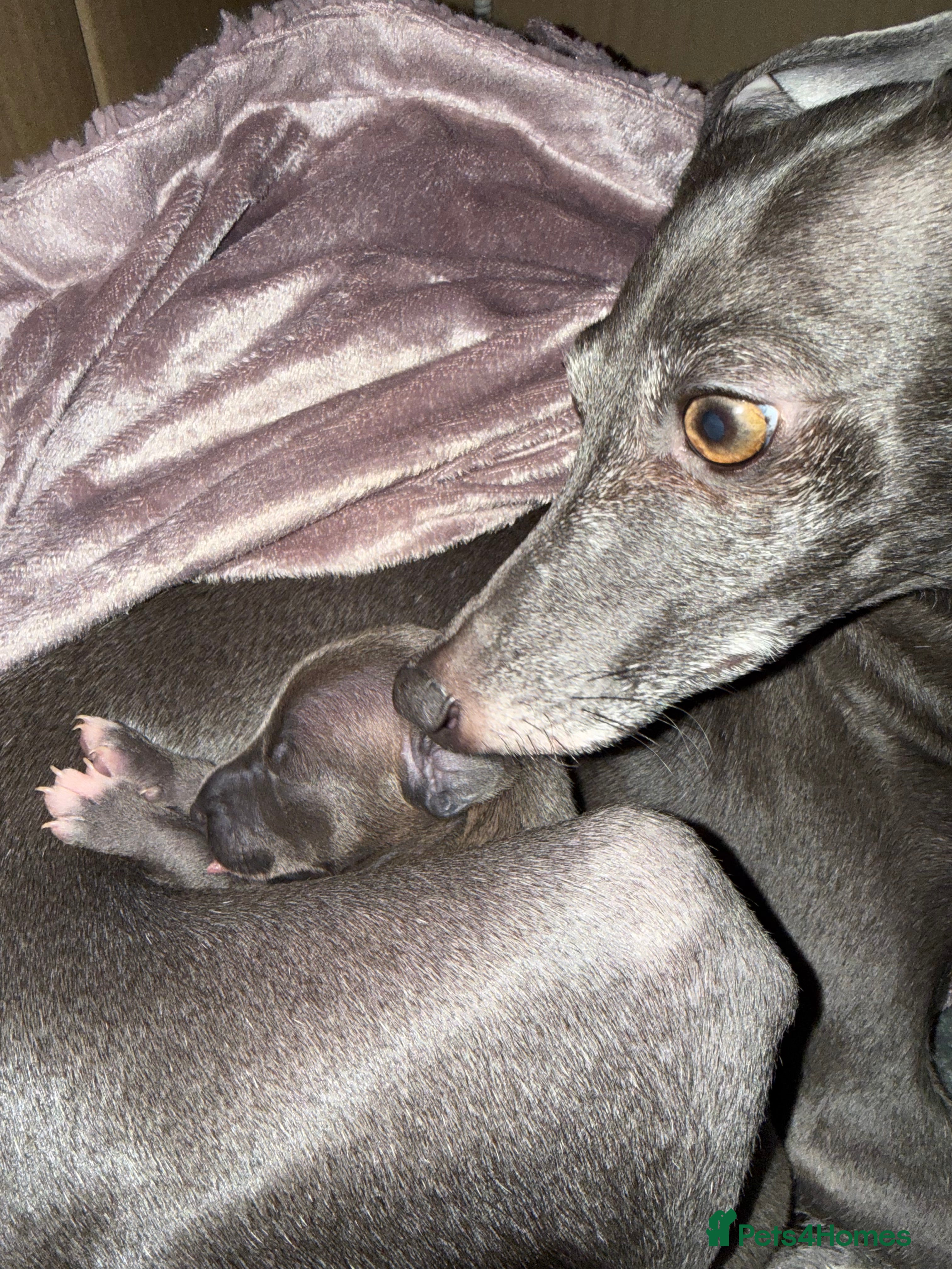 Italian Greyhound dogs Italian Greyhound Pups - Blue with White Chests 🐾 - Advert 1