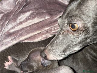 Italian Greyhound dogs Italian Greyhound Pups - Blue with White Chests 🐾 - Advert 1