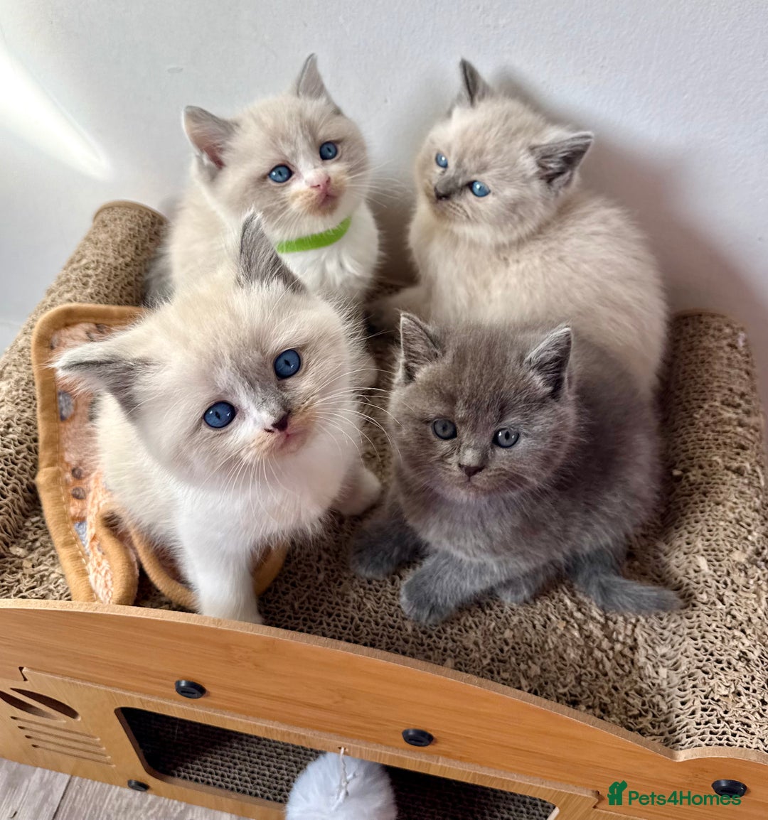 British Shorthair cats for sale: Bsh ragdoll kittens  - Advert 14
