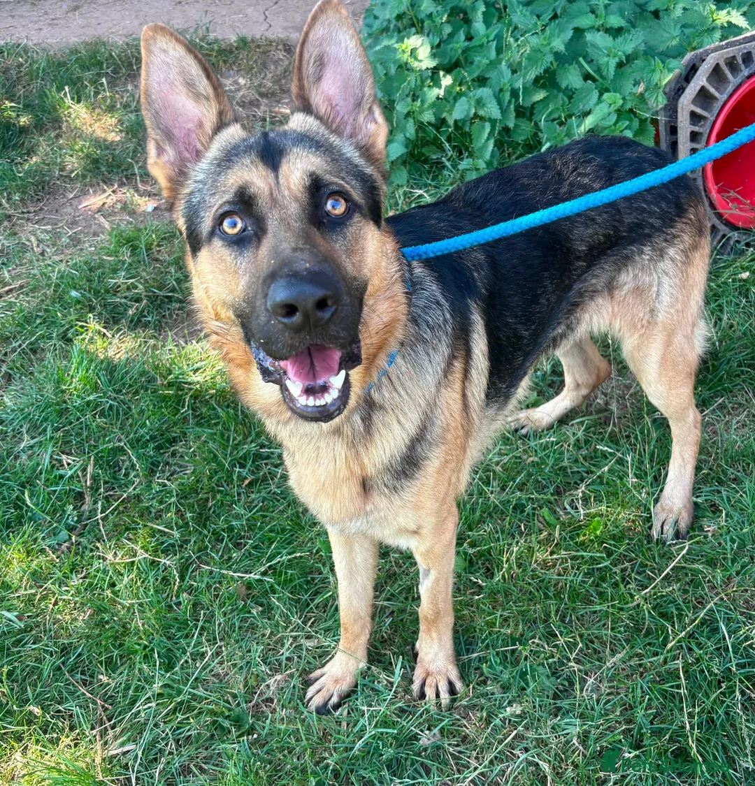German Shepherd dogs for adoption: Mowgli - German Shepherd for Adoption in Wells - Advert 5