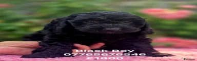Cockapoo 3