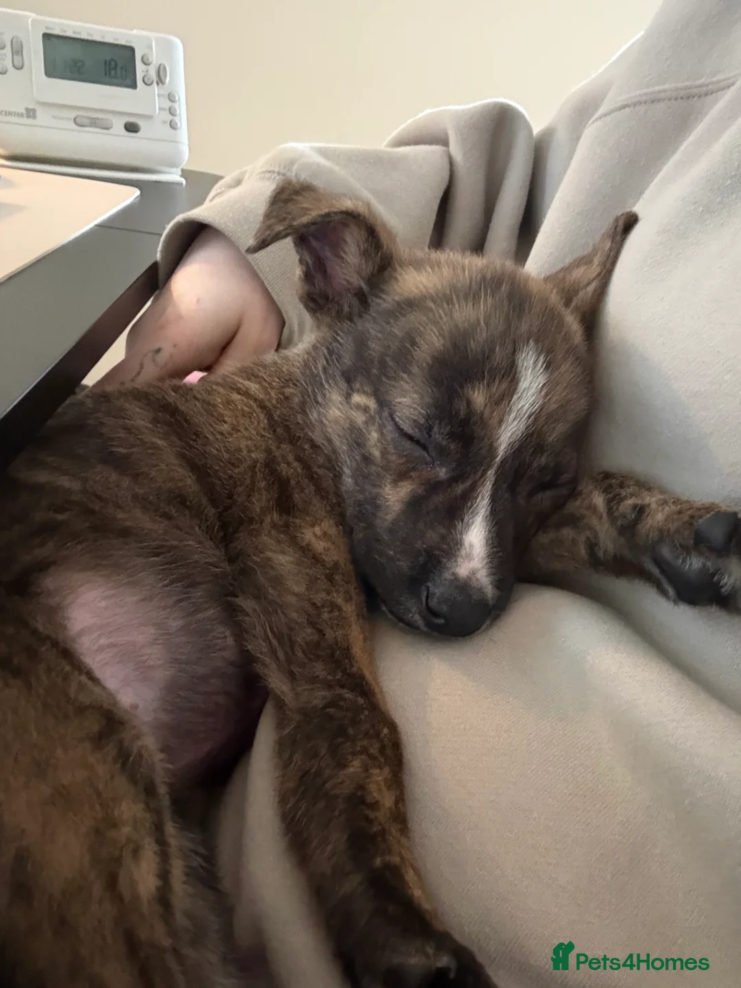 Mixed Breed dogs for sale: 11 Week Staffy and Husky Cross - Advert 6