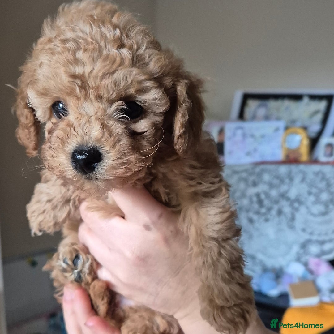 Toy Poodle dogs for sale: Beautiful Red Toy Poodles - Image 5