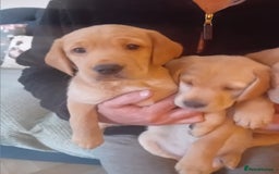 Labrador Retriever dogs for sale: Fox red labrador puppies  - Image 15