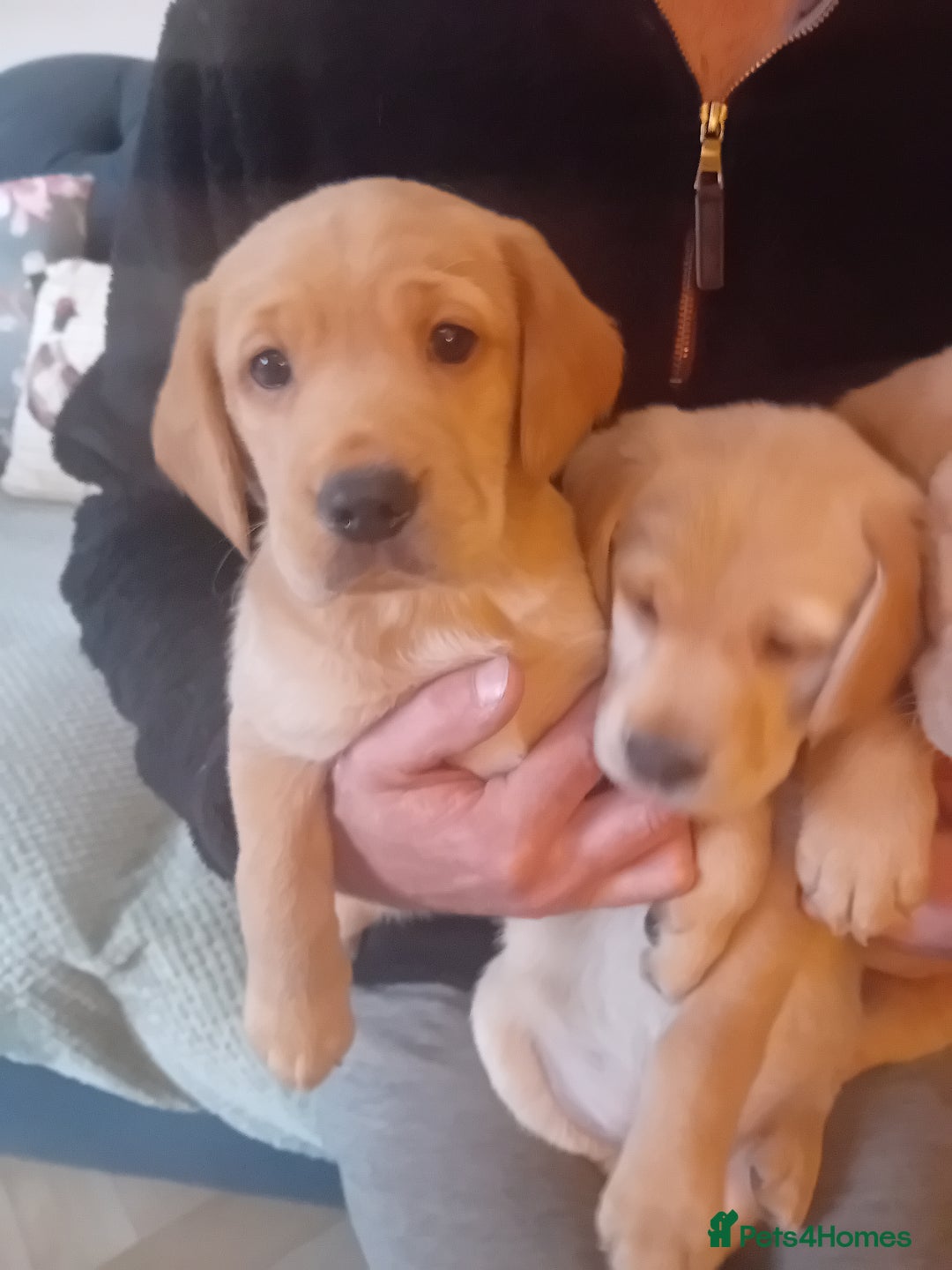 Labrador Retriever dogs for sale: Fox red labrador puppies  - Image 15