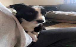 Border Collie dogs for sale: Beautiful MALE Border Collie Puppy - Advert 11