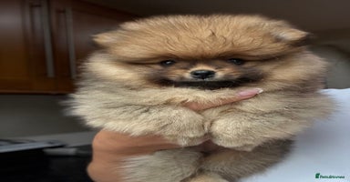 Pomeranian dogs - Advert 7