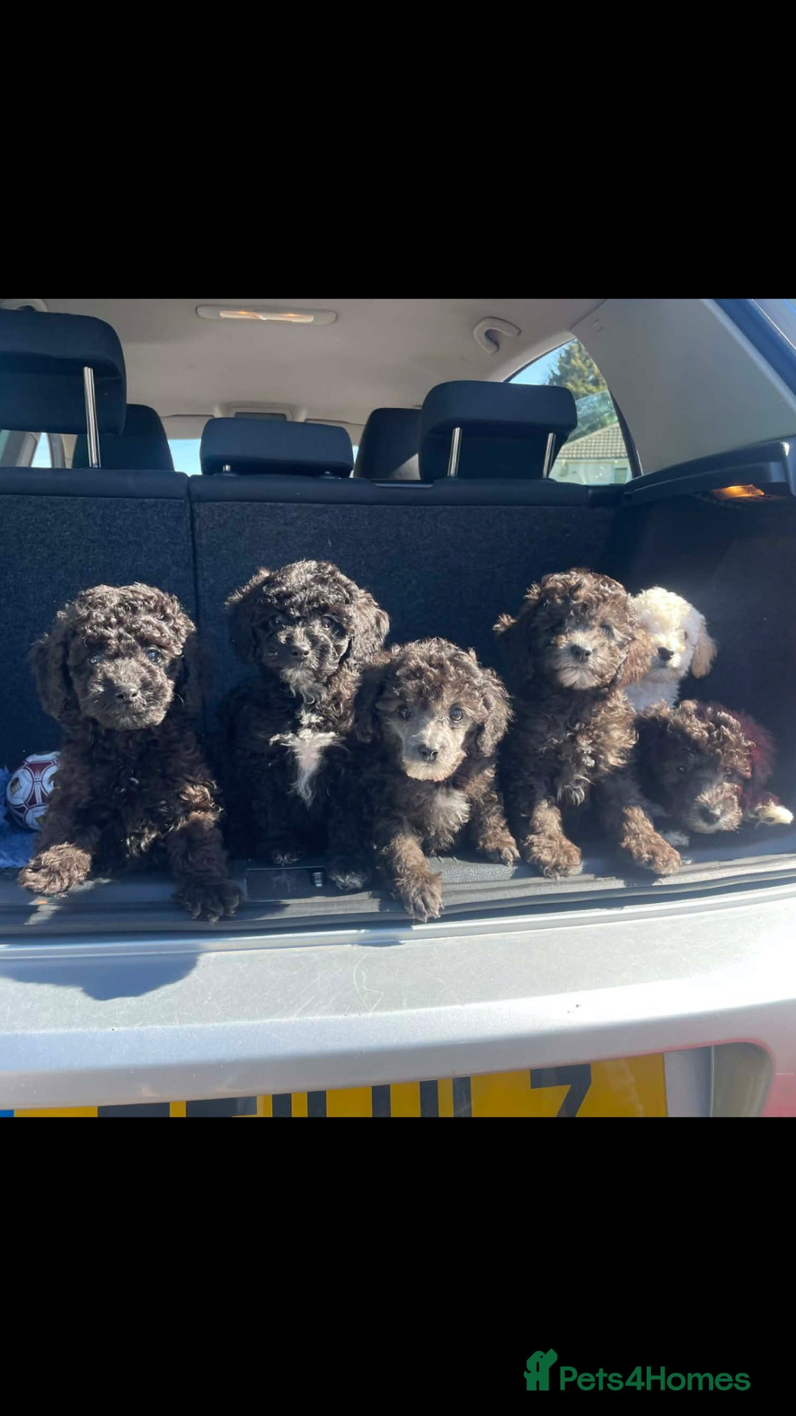 Miniature Poodle dogs Ready for their forever home,purebred mini poodles - Advert 5