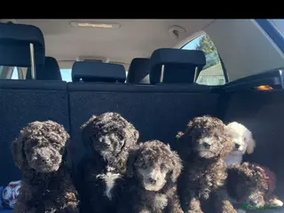 Miniature Poodle dogs Ready for their forever home,purebred mini poodles - Advert 5
