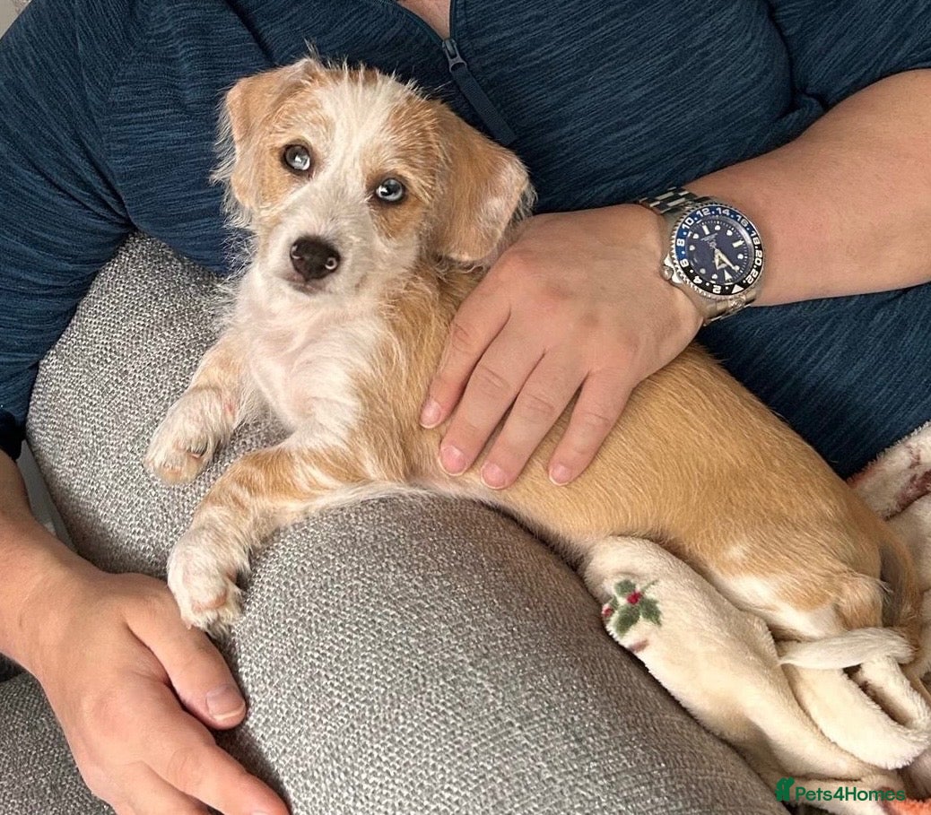 Mixed Breed dogs for sale: One boy left  - Advert 11