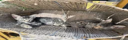 Domestic Shorthair cats for sale: Kittens  - Advert 3