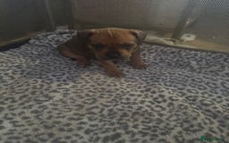 American Bull Staffy dogs for sale: American staffie puppies - Advert 18