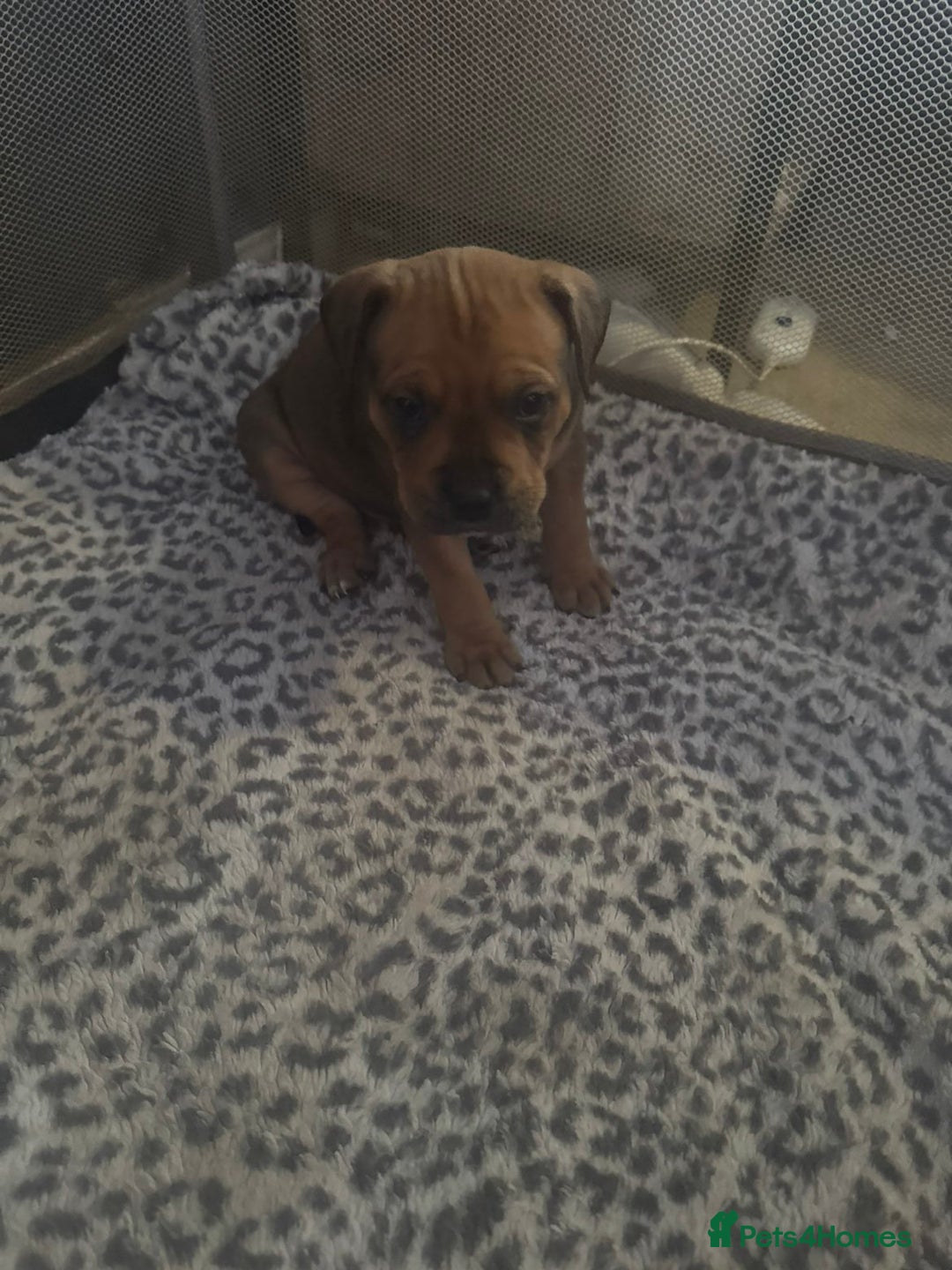 American Bull Staffy dogs for sale: American staffie puppies - Advert 18