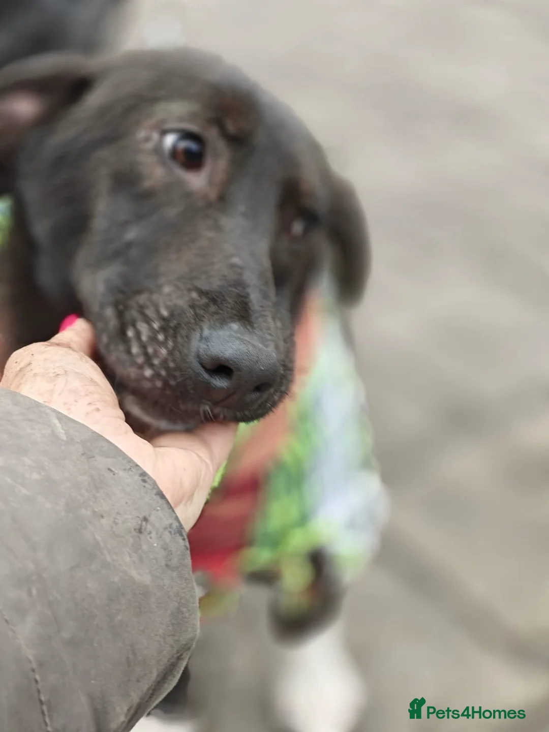Mixed Breed dogs for adoption: ❤️🐶 FISTASHKA – SHE WAITS QUIETLY… in Burton-on-Trent - Advert 2