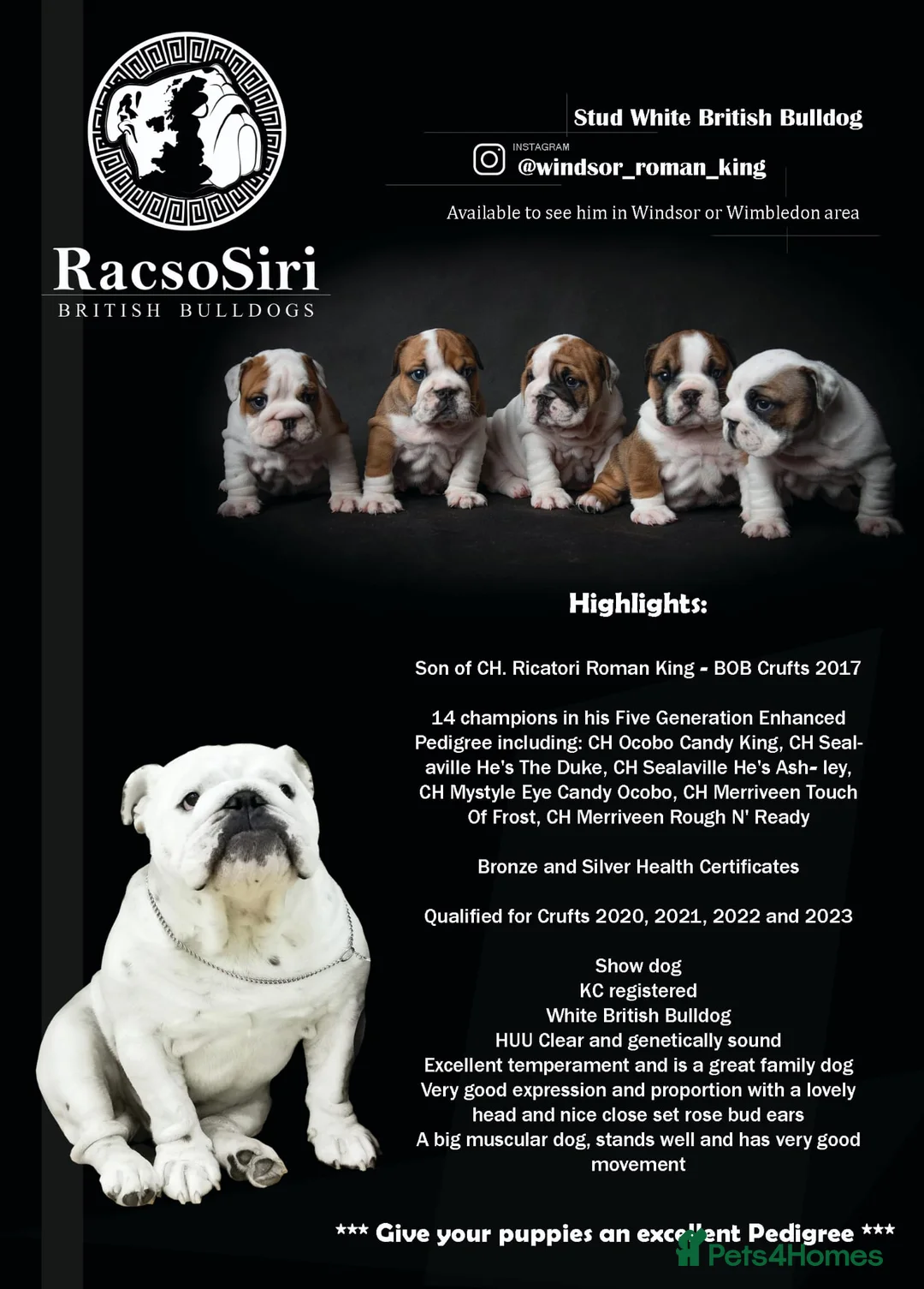English Bulldog dogs for stud: Qualified Crufts20/21/22/23/24 Health Certificates in Slough - Advert 5