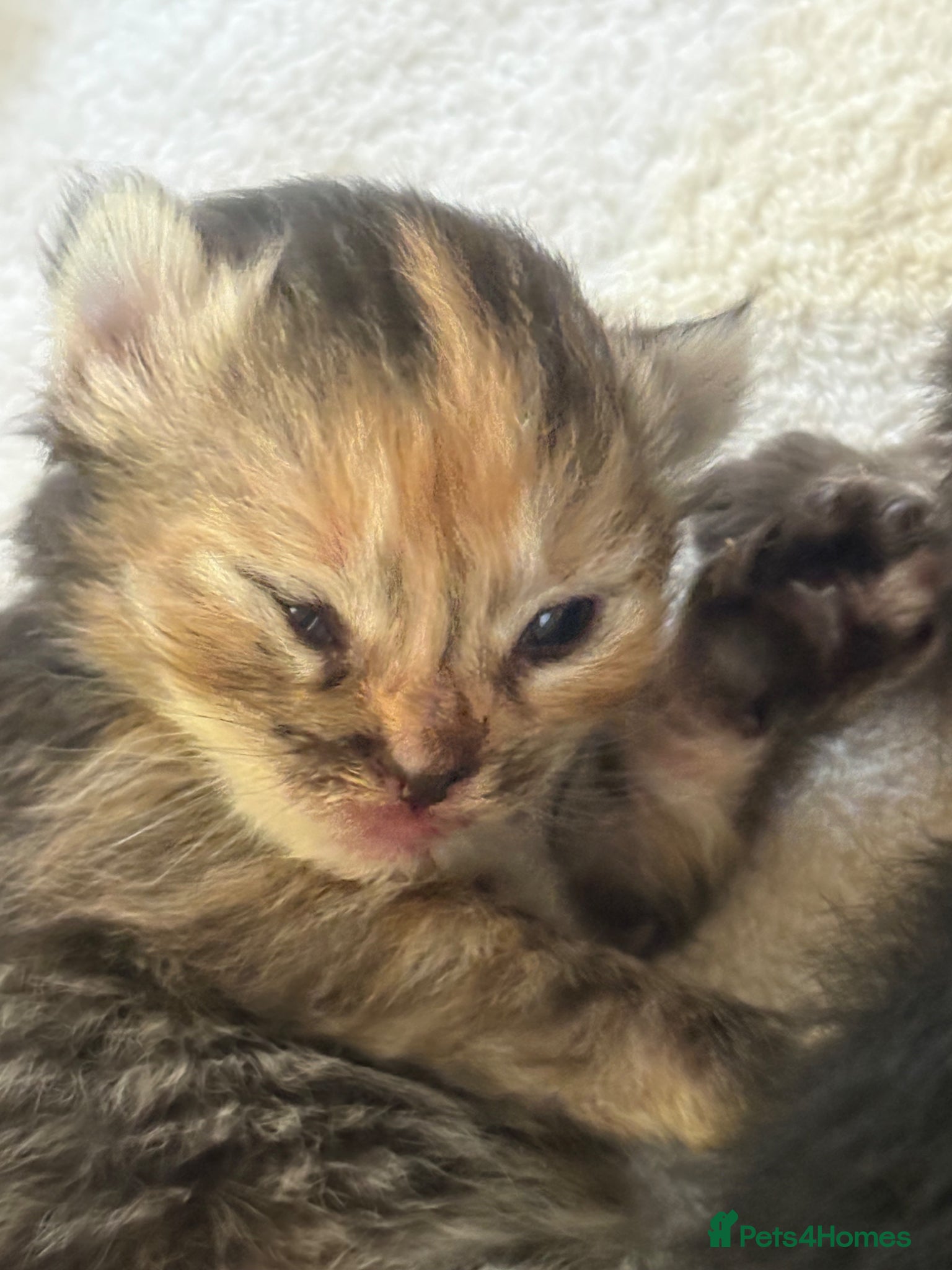 Ragcoon Kitten 3