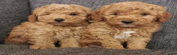Toy Poodle dogs for sale: Quality KC Genetically health tested toy poodles  - Advert 5