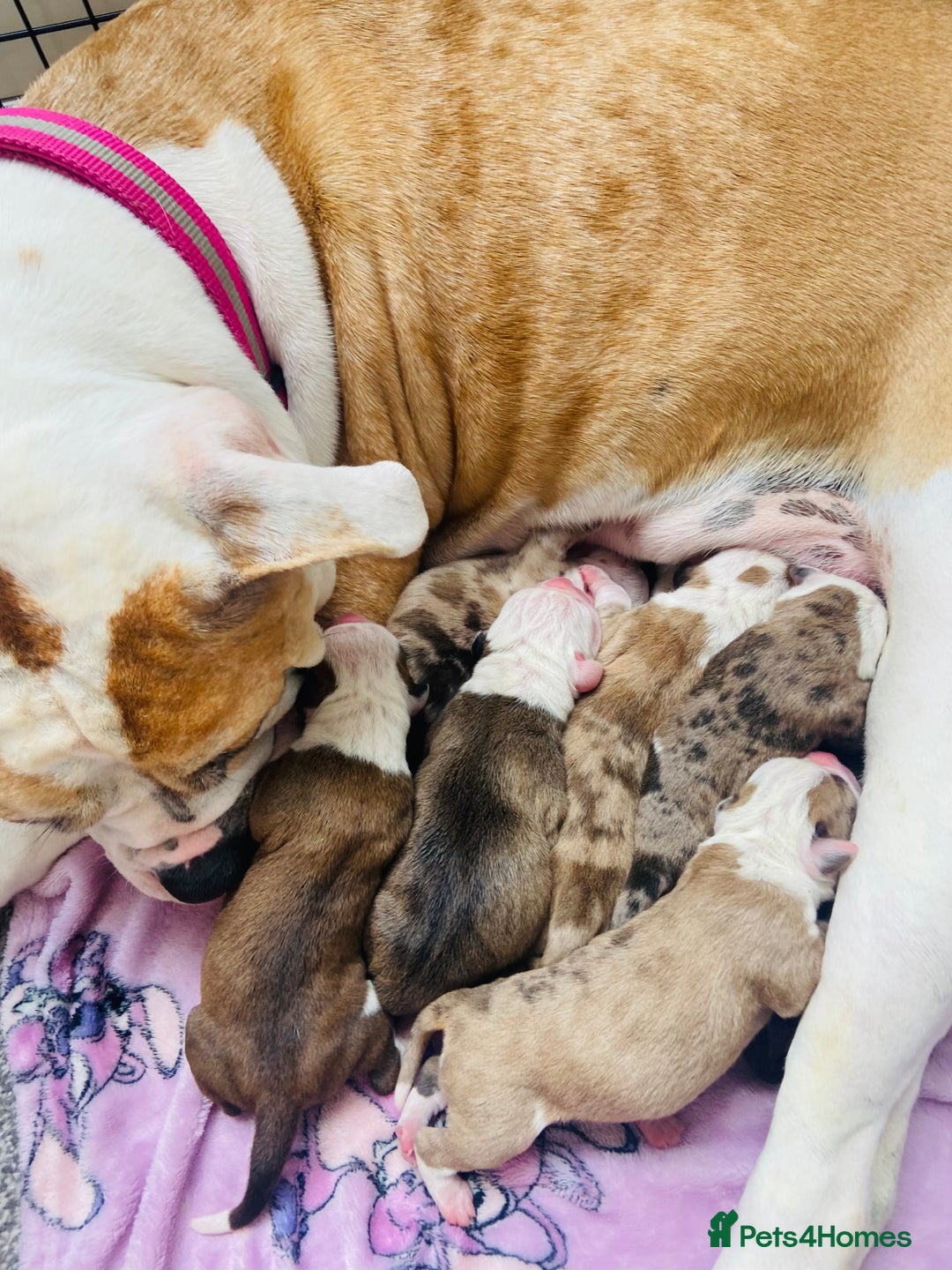 Alapaha Blue Blood Bulldog dogs for sale: Beautiful Alapaha blue bulldogs  - Image 11