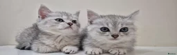 Mixed Breed cats for sale: Beautiful Female Persian Cross Kittens - Advert 3