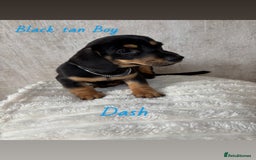 Miniature Dachshund dogs for sale: Miniature long and smooth coated Dachshunds - Image 6