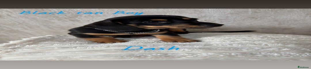 Miniature Dachshund Puppy 6