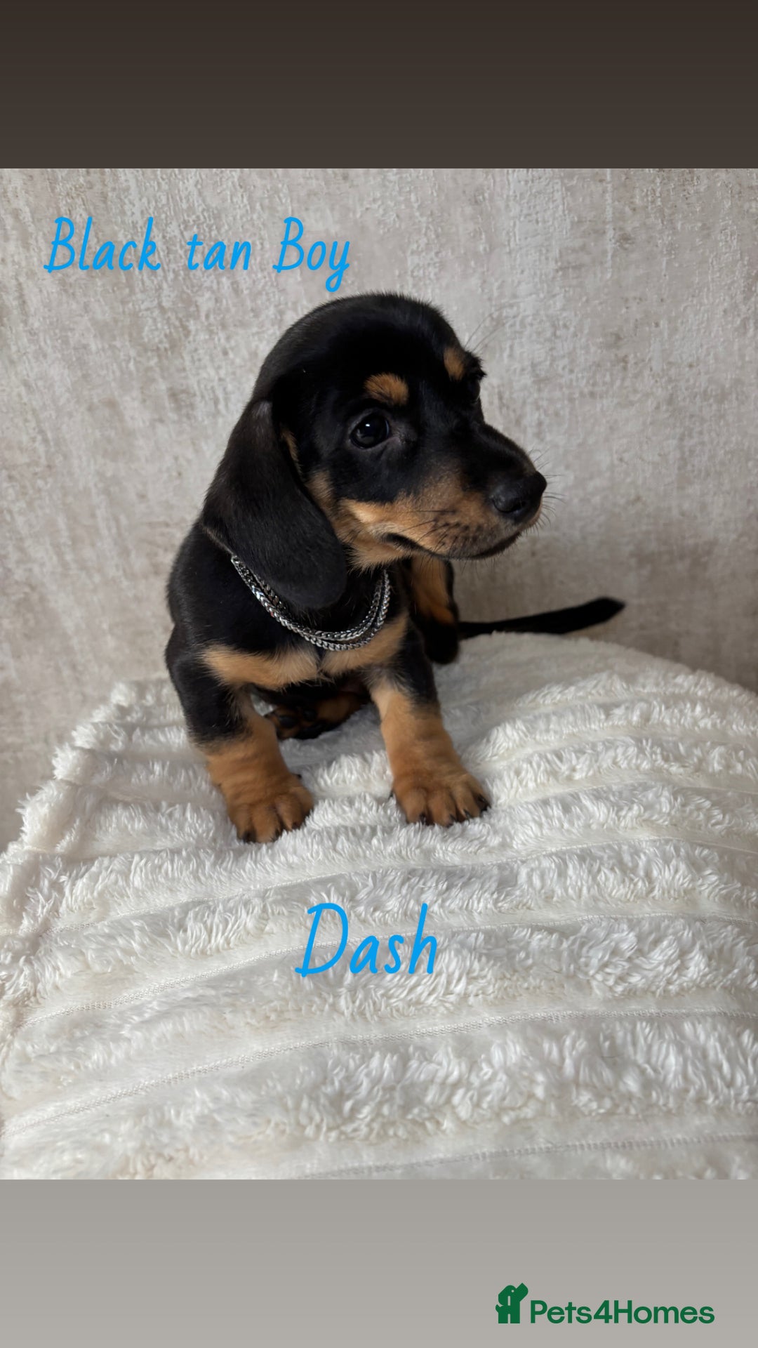 Miniature Dachshund dogs for sale: Miniature long and smooth coated Dachshunds - Image 6