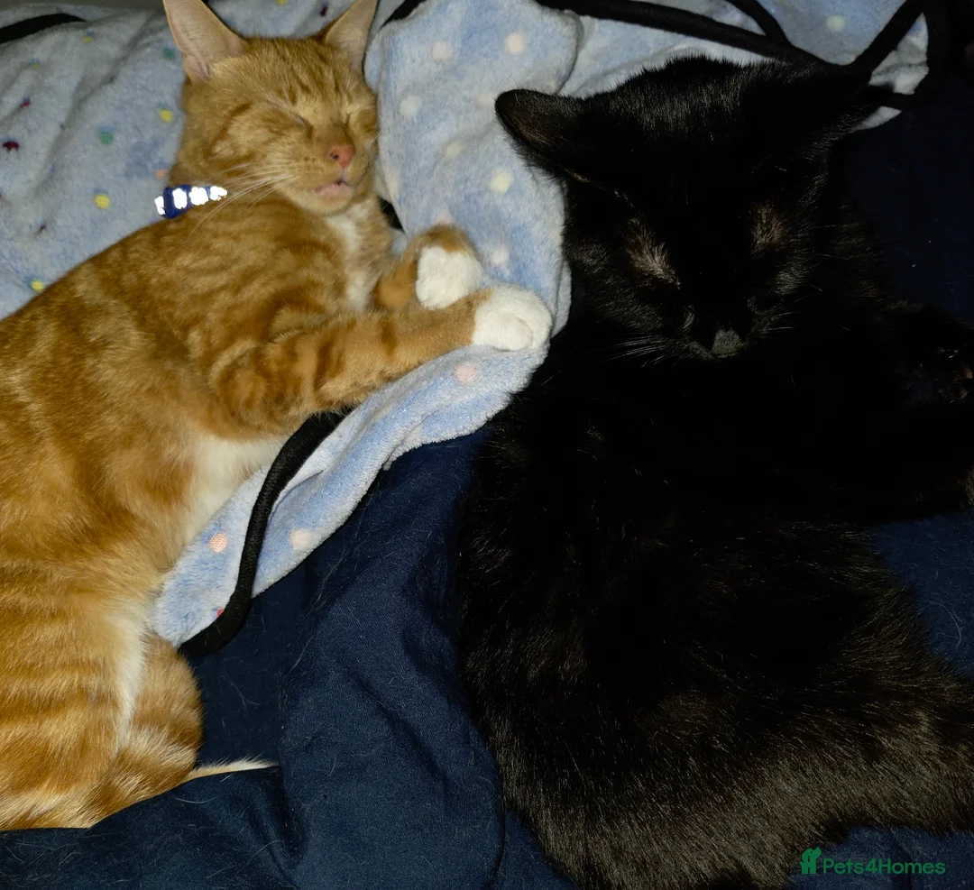 Mixed Breed cats for sale: Rehoming Ash and Gizmo  - Advert 9