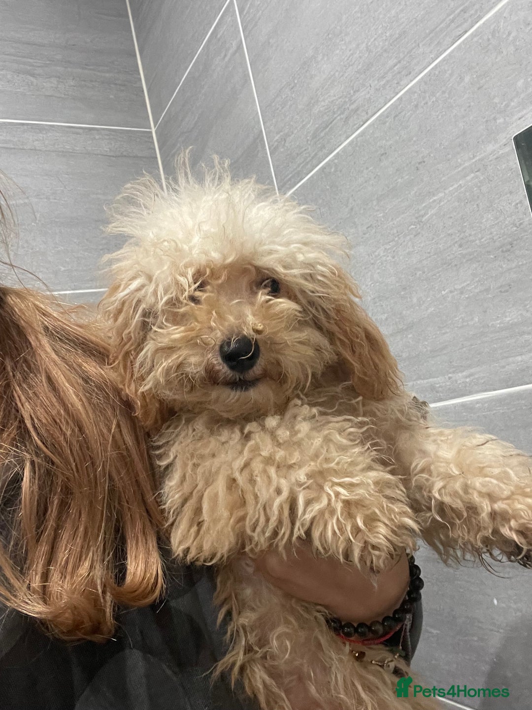 Toy Poodle dogs for sale: 🧸Stunning kc red tiny toy poodles mini bears 🧸  - Advert 14