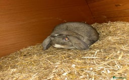 Mini Lion Lop rabbits for sale: Male and female mini lop - Advert 2