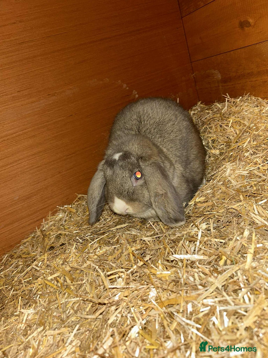 Mini Lion Lop rabbits for sale: Male and female mini lop - Advert 2