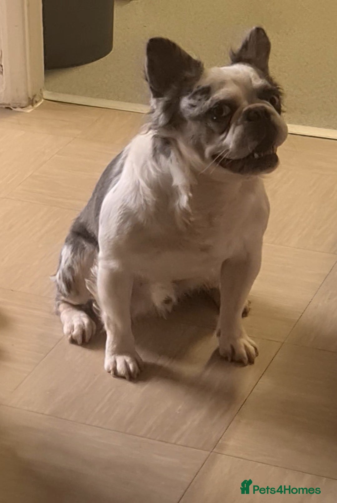 French Bulldog dogs for stud: 🐾 IC1 – Visual Fluffy🧸 | Proven Stud✅️ 🎨✨ in Beckenham - Image 4