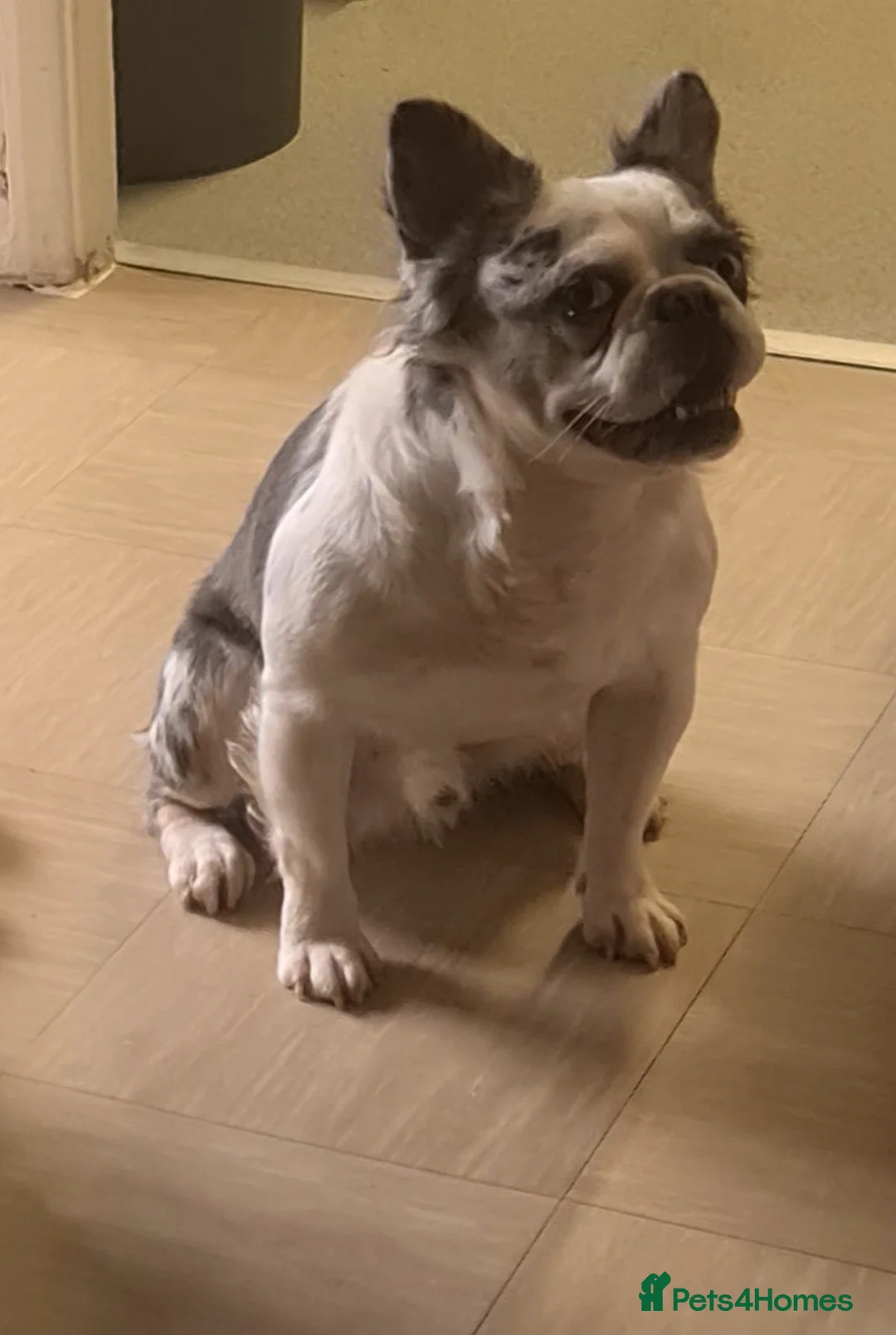 French Bulldog dogs for stud: 🐾 IC1 – Visual Fluffy🧸 | Proven Stud✅️ 🎨✨ in Beckenham - Advert 4