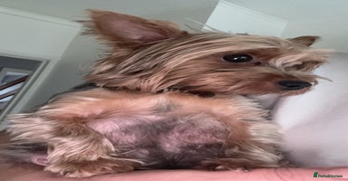 Yorkshire Terrier dogs Yorkshire terrier puppy  - Advert 11