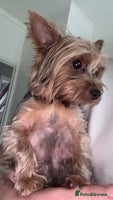Yorkshire Terrier dogs Yorkshire terrier puppy - Advert 5
