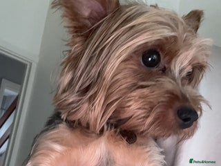 Yorkshire Terrier dogs for sale: Yorkshire terrier puppy - Advert 1