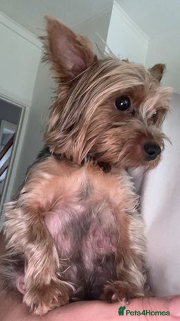 Yorkshire Terrier dogs Yorkshire terrier puppy - Advert 1