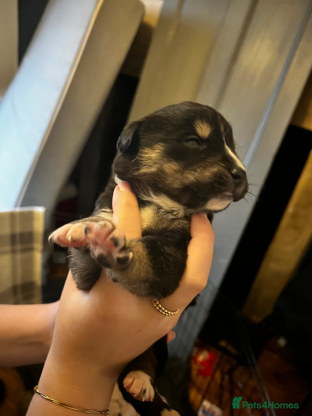 Mixed Breed dogs for sale: Bernese X Huskydor Pups - Advert 12
