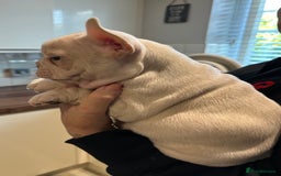 French Bulldog dogs for sale: Quality Frenchbull dogs - Image 18