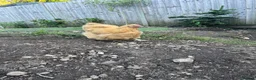 Chickens poultry for sale: Buff Orpington  - Advert 1