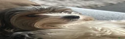 Yorkshire Terrier dogs for sale: Two biewer terrier brothers - Advert 6