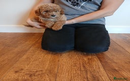 Labradoodle dogs for sale: Labradoodle puppies  - Image 5