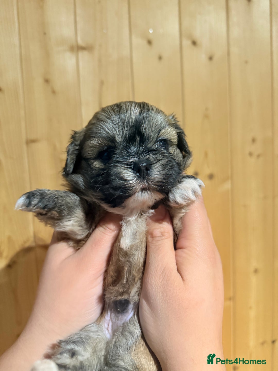 Shih Tzu dogs for sale: Shih tzu puppies  - Image 5